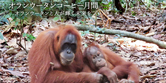 8月はオランウータンコーヒー月間