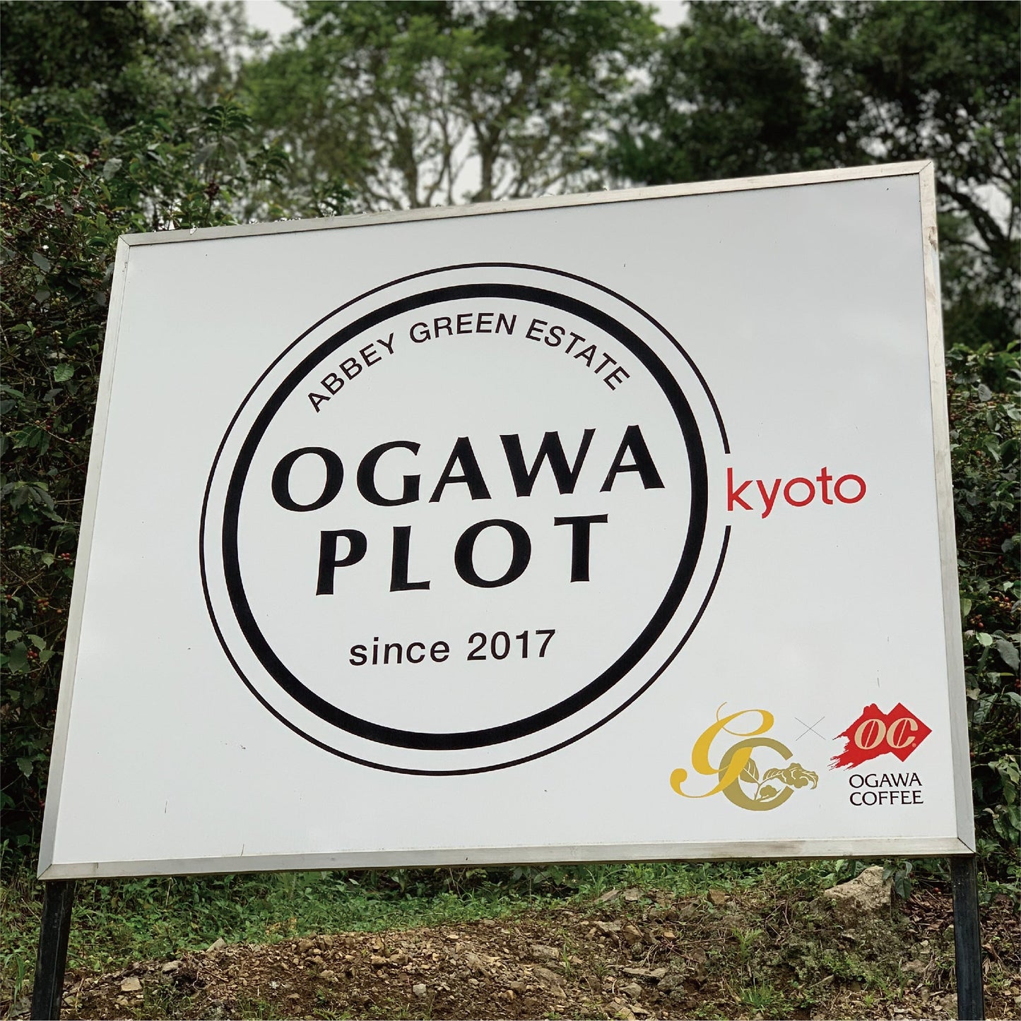 no.01 ジャマイカ ブルーマウンテン NO.1 OGAWA PLOT 100g