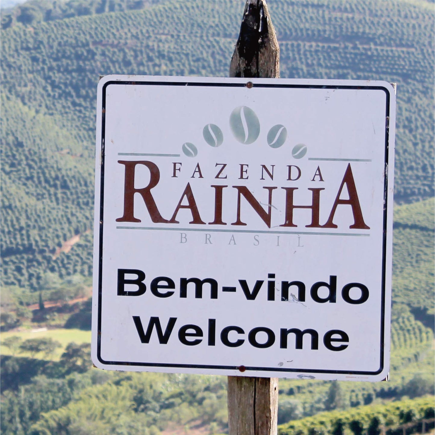 no.07 ブラジル ハイーニャ 100g