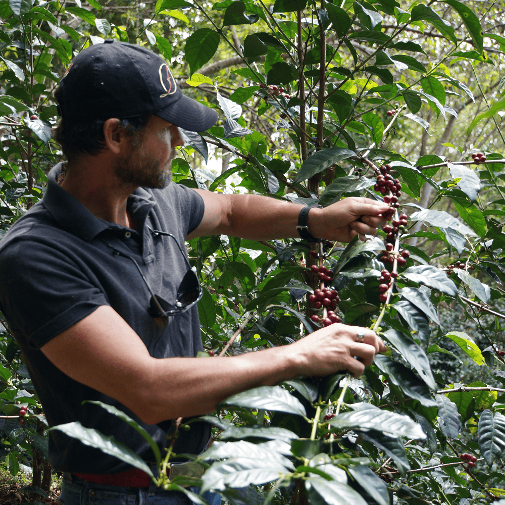 パナマ デボラ ニルバーナ ドリップコーヒー