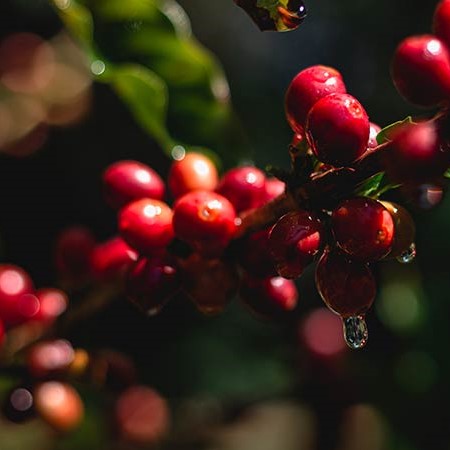 ブラジル サントゥアリオ スル エチオサール (豆) 150g