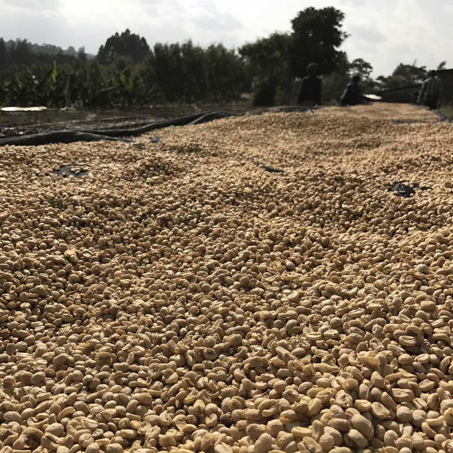 ケニア ガチュヤニ(粉)150g No.956