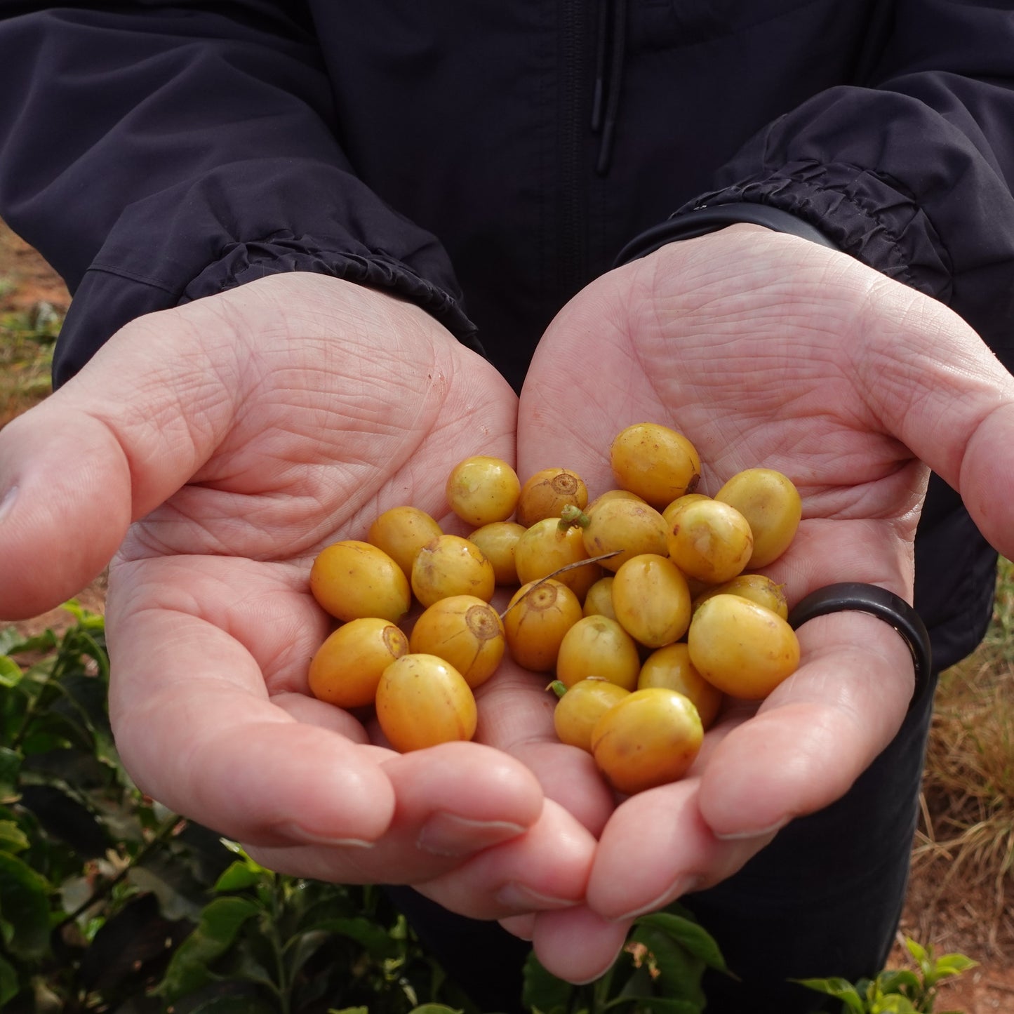 ブラジル ベレーダ(粉)150g No.958