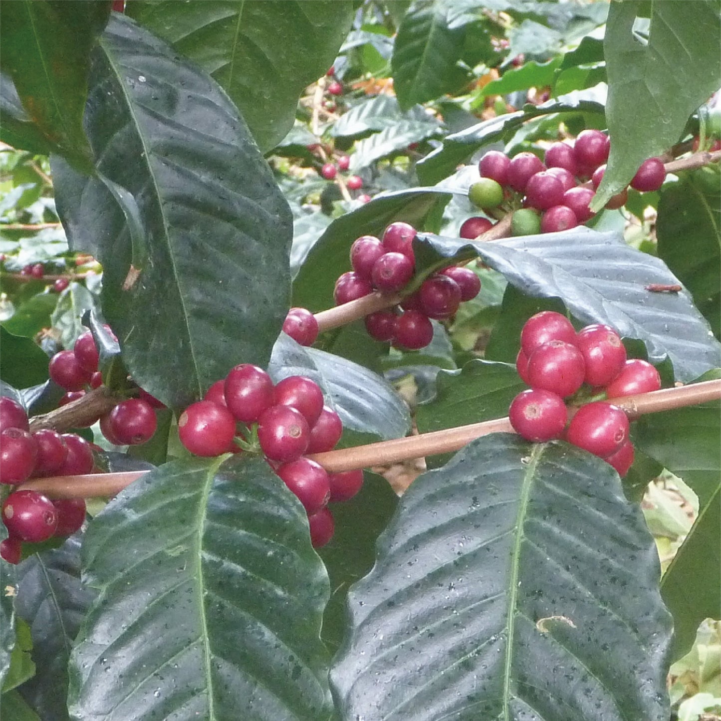 【生豆】パナマ デボラ イルミネーション 1kg