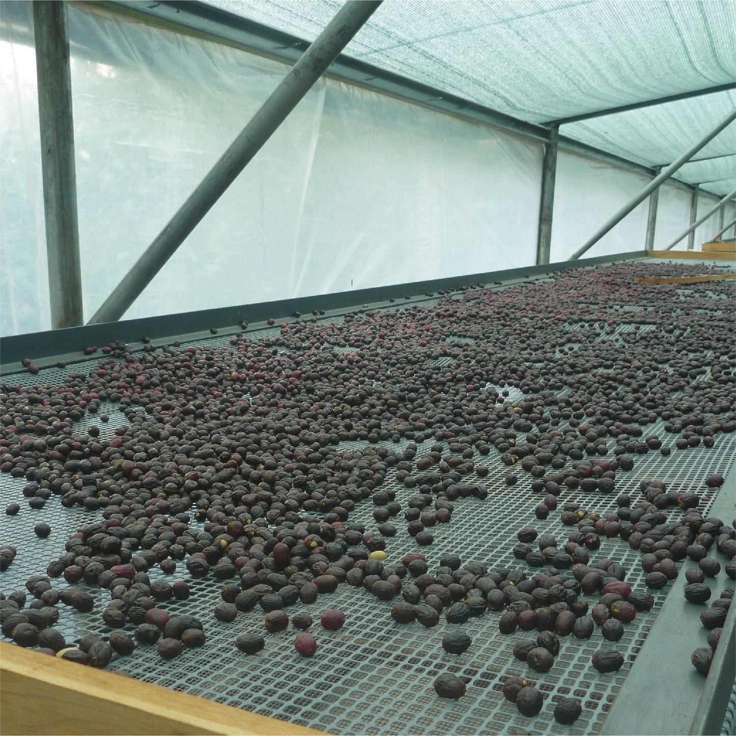 【生豆】パナマ デボラ ニルバーナ 1kg