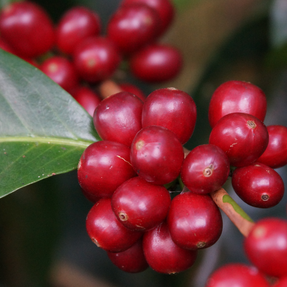 京都の珈琲職人 公式 小川珈琲 オンラインショップ
