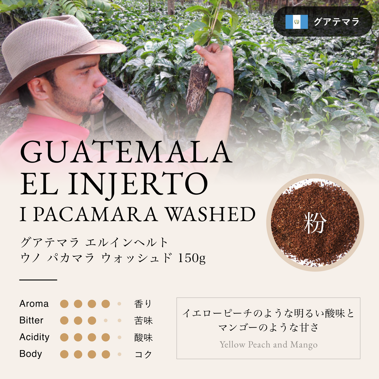 グアテマラ エルインヘルト パカマラ ウォッシュド(粉)150g