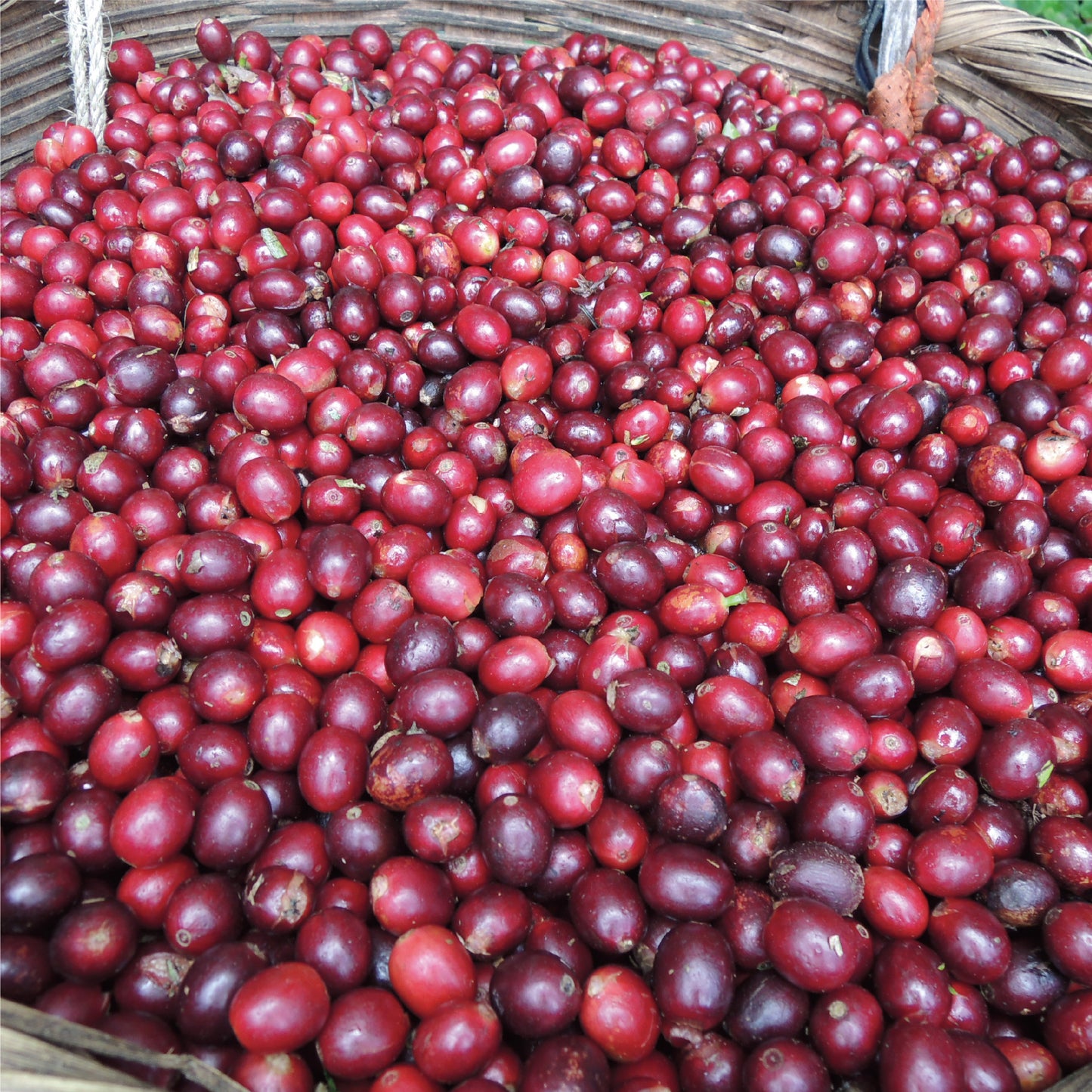 no.34 エルサルバドル ロスアルペス ナチュラル