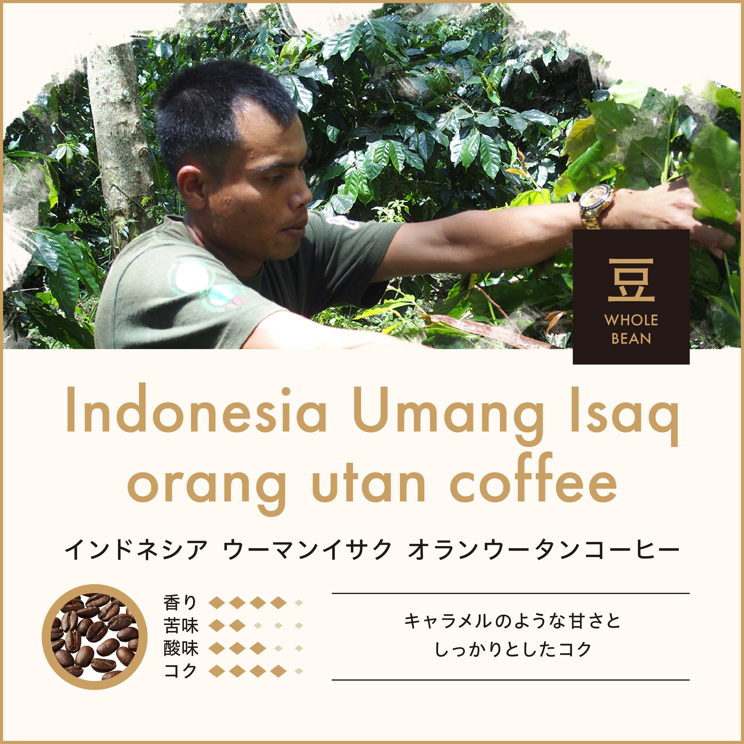 インドネシア ウーマンイサク オランウータンコーヒー（豆）150g No 