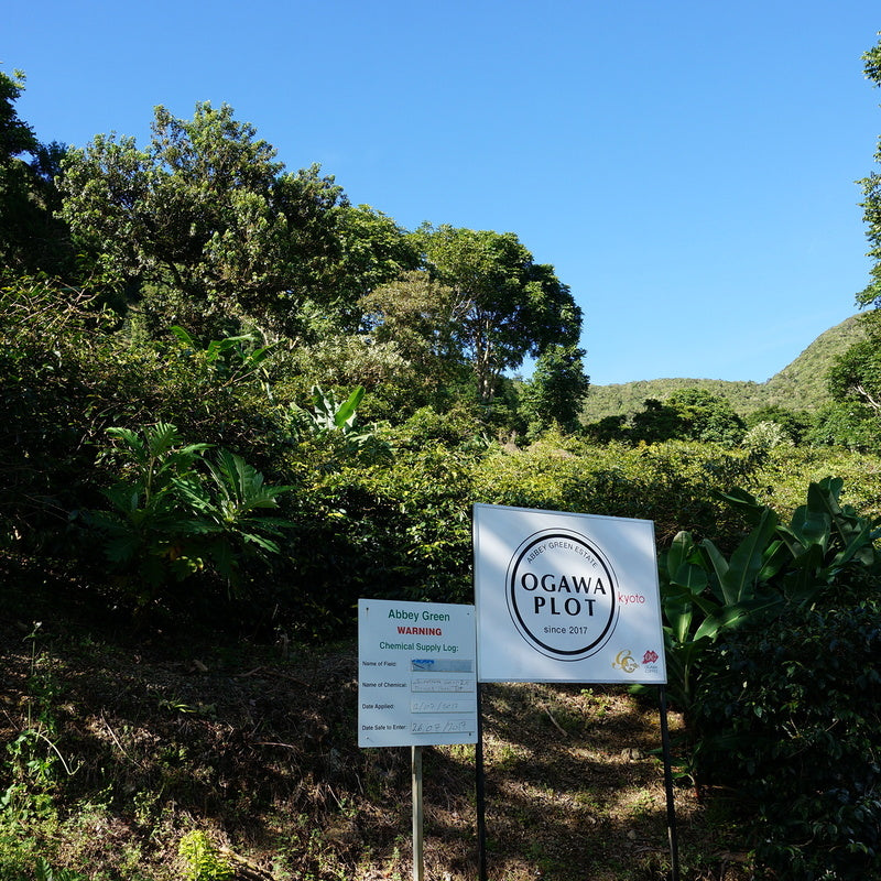 【予約販売】ブルーマウンテンNo.1 OGAWA PLOT(粉)100g No.6186