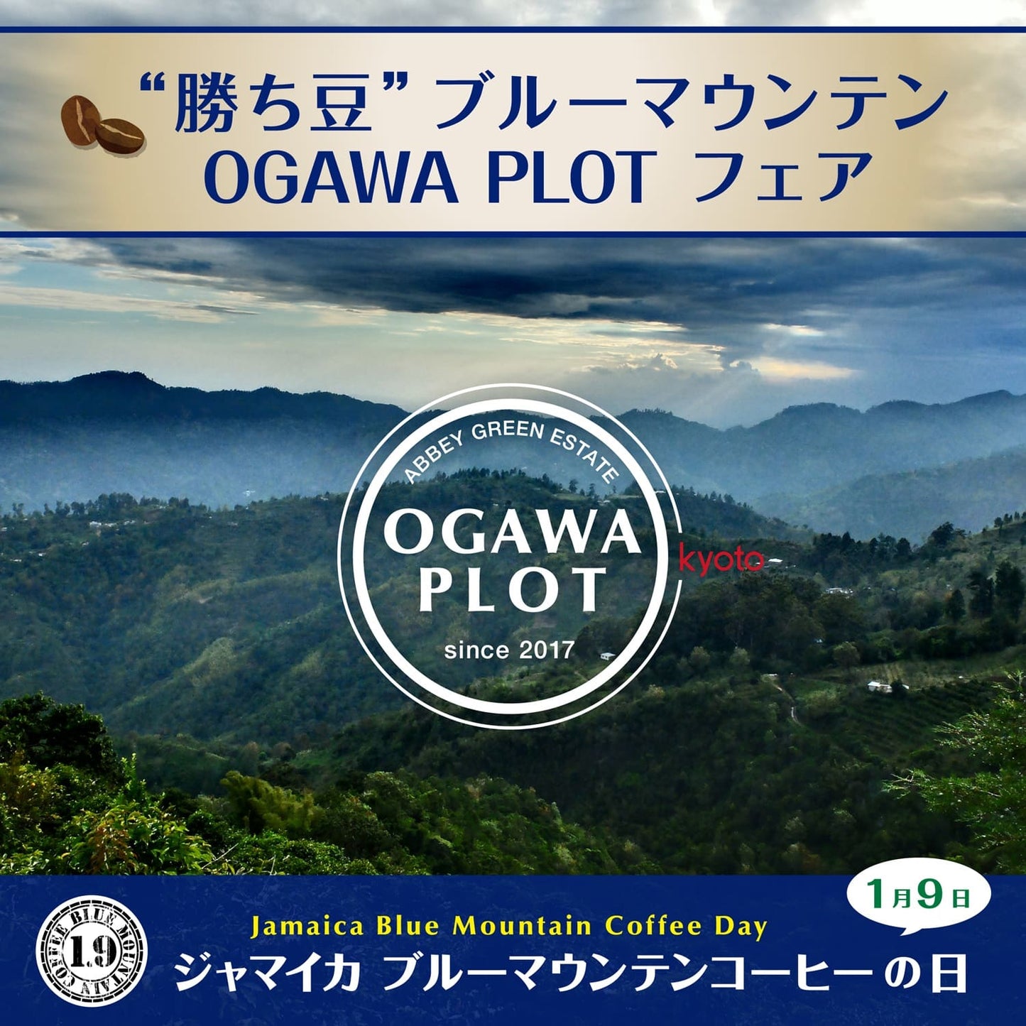ブルーマウンテンNo.1 OGAWA PLOT(豆)100g