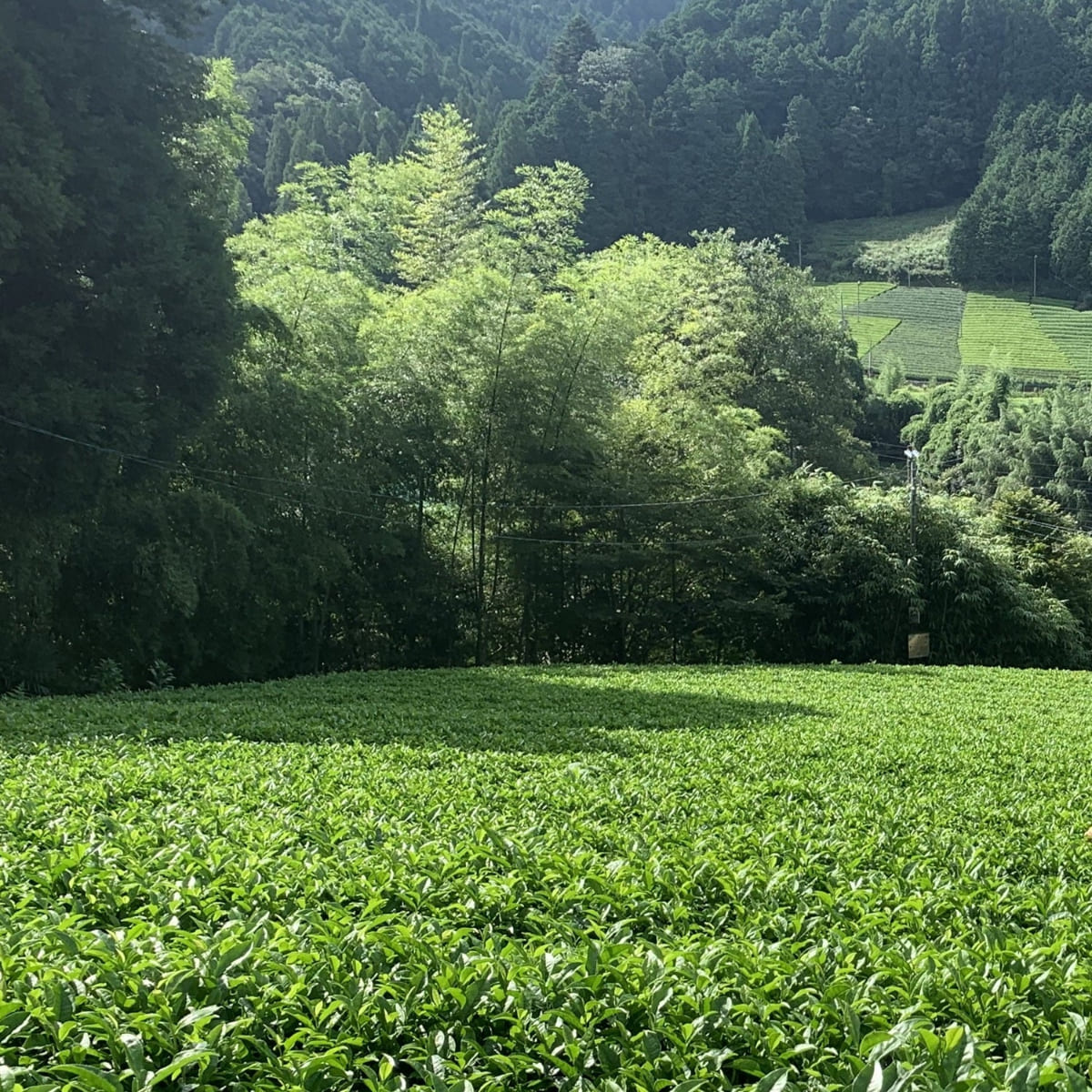 【予約販売】京都 和束産宇治抹茶と和栗のパウンドケーキ Z002