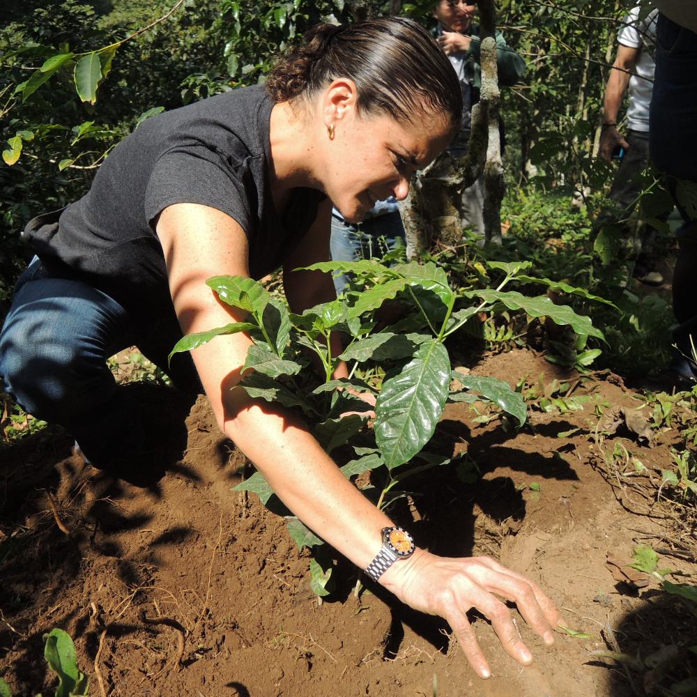 エルサルバドル、ロスアルペス農園