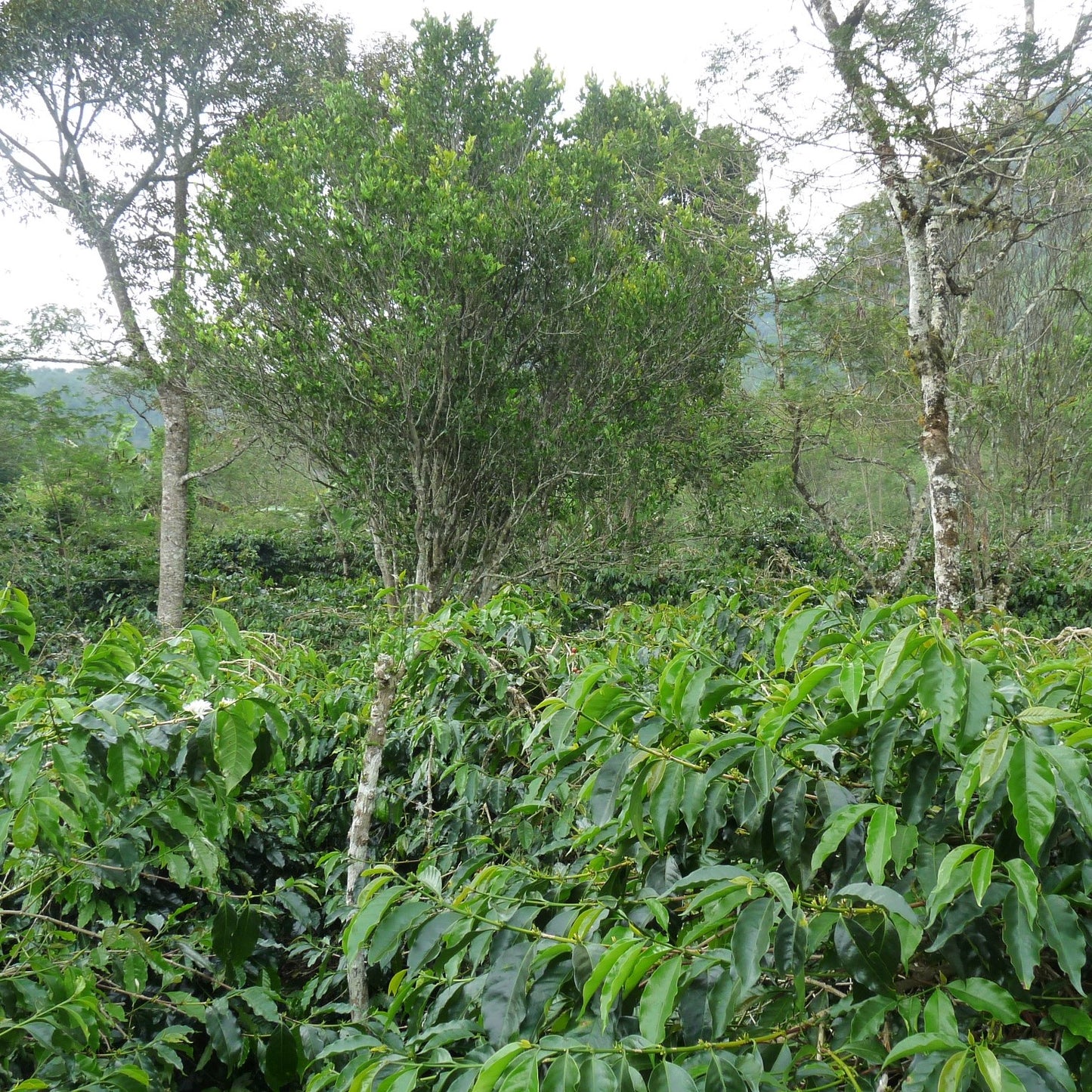 インドネシア ウーマンイサク オランウータンコーヒー(豆)150g No.968