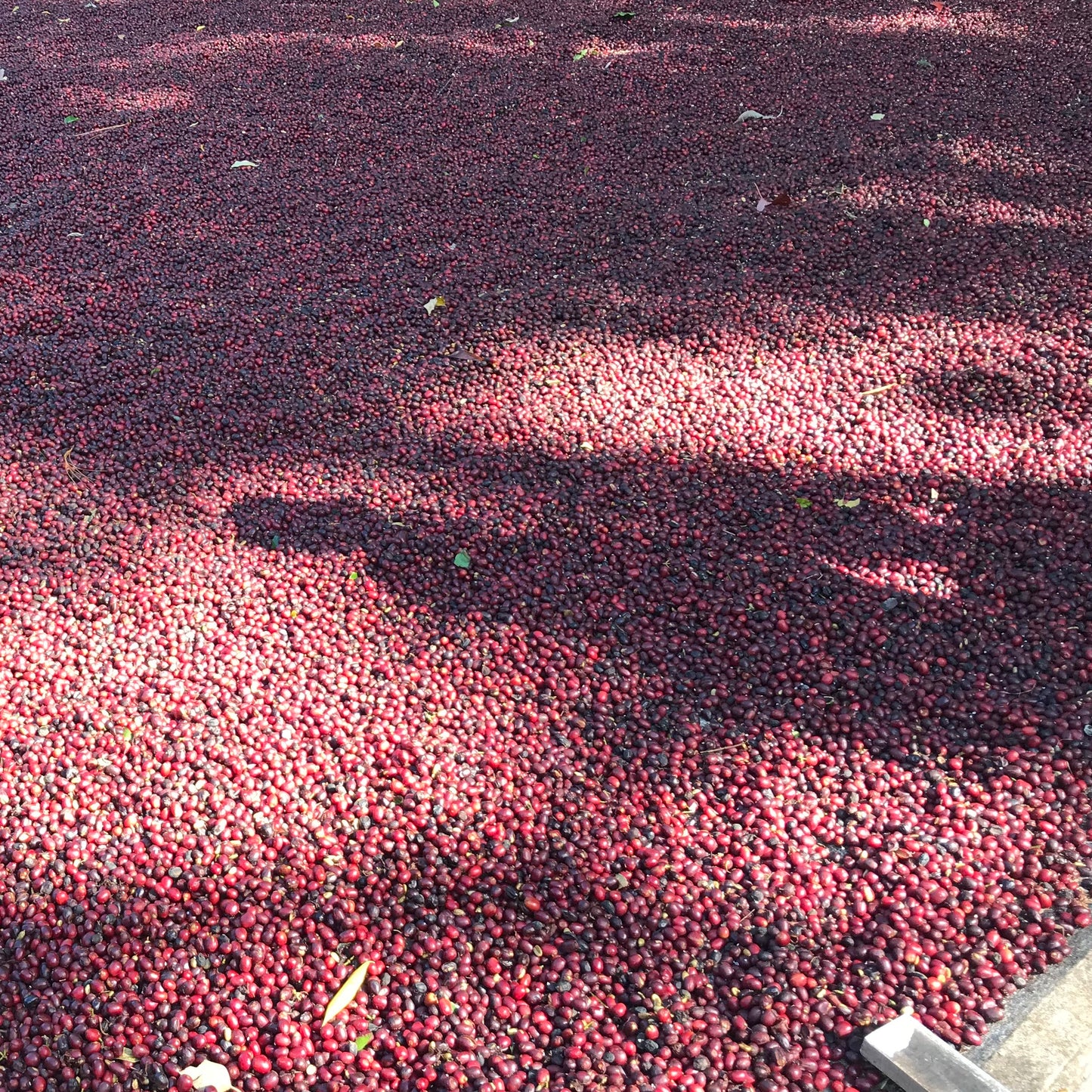 パナマ エスメラルダ ナチュラル(豆 100g) No.6179