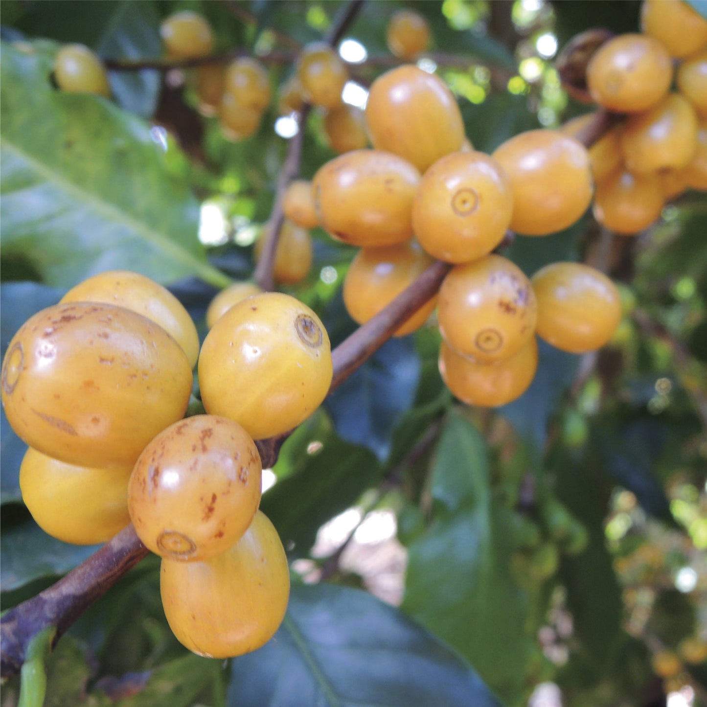 no.07 ブラジル ハイーニャ 100g