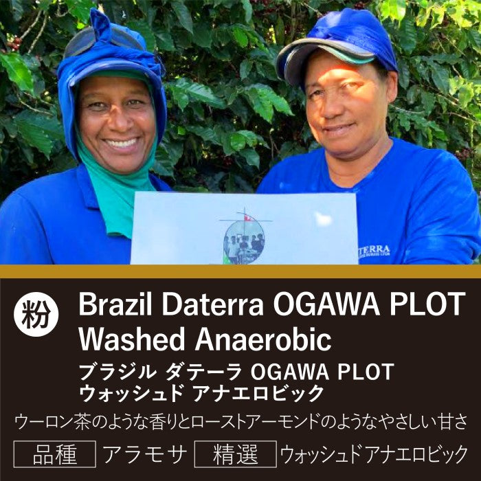 ブラジル ダテーラ OC PLOT ウォッシュド アナエロビック(粉)150g