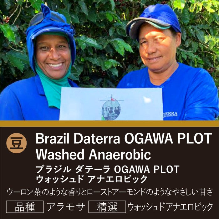 ブラジル ダテーラ OC PLOT ウォッシュド アナエロビック(豆)150g