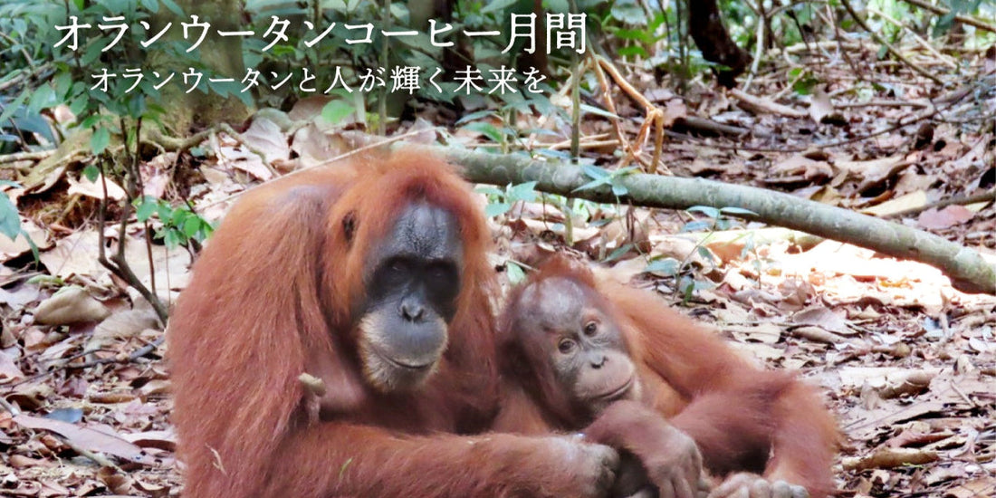 8月はオランウータンコーヒー月間