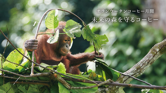 8月はオランウータンコーヒー月間