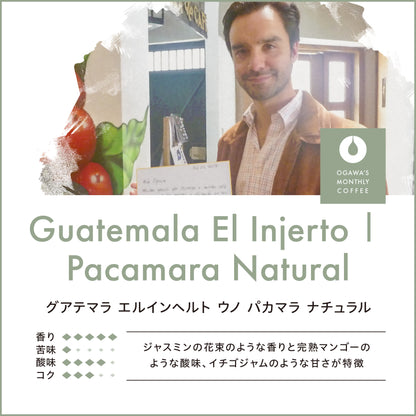 Guatemala El Injerto Uno Pacamara Natural (Beans) 150g No.6199