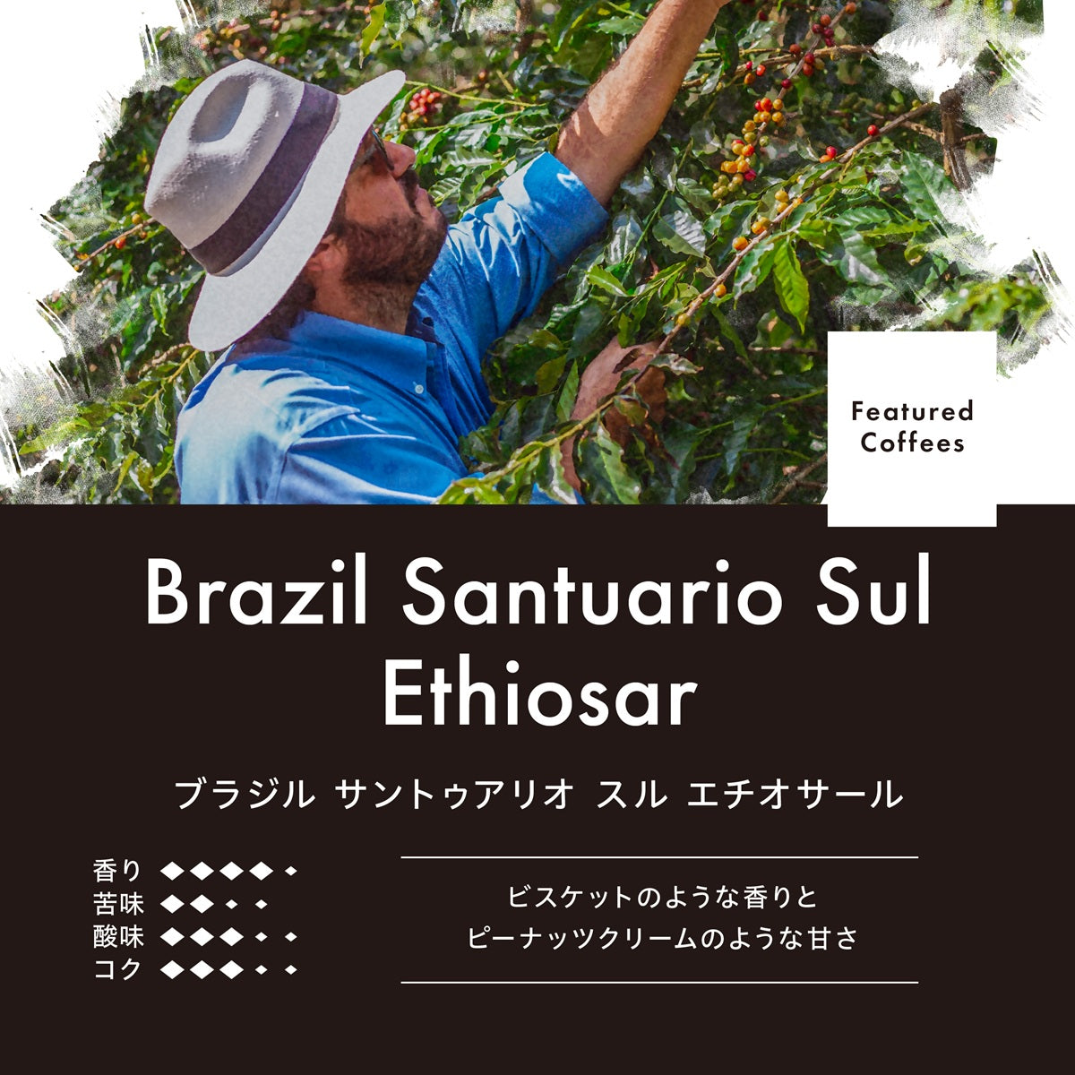 ブラジル サントゥアリオ スル エチオサール （豆） 150g ナチュラル