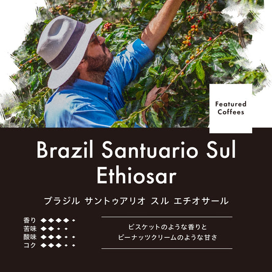 ブラジル サントゥアリオ スル エチオサール （豆） 150g ナチュラル