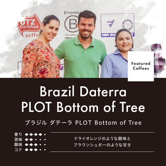 ブラジル ダテーラ OGAWA PLOT ボトム オブ ツリー （豆） 150g