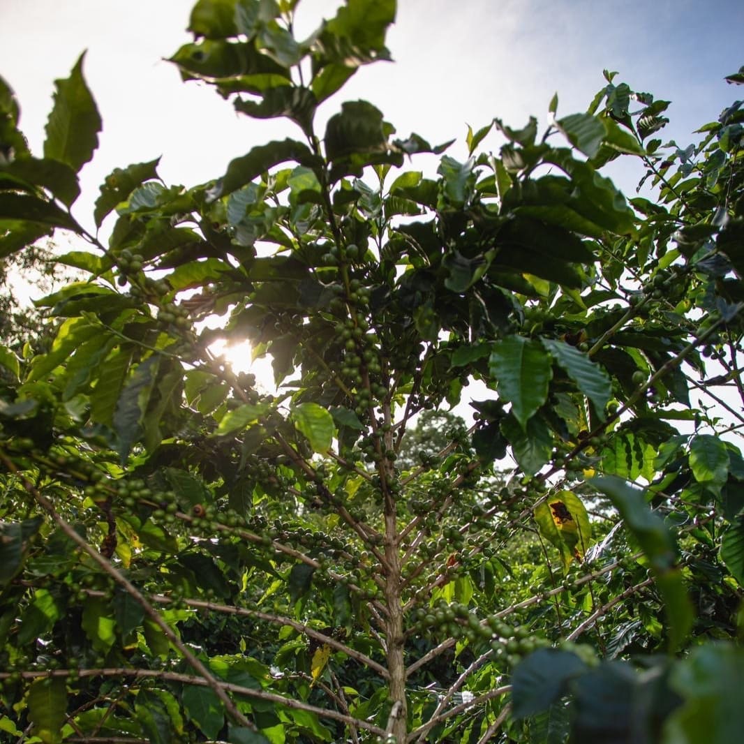 ブラジル サントゥアリオ スル エチオサール （豆） 150g