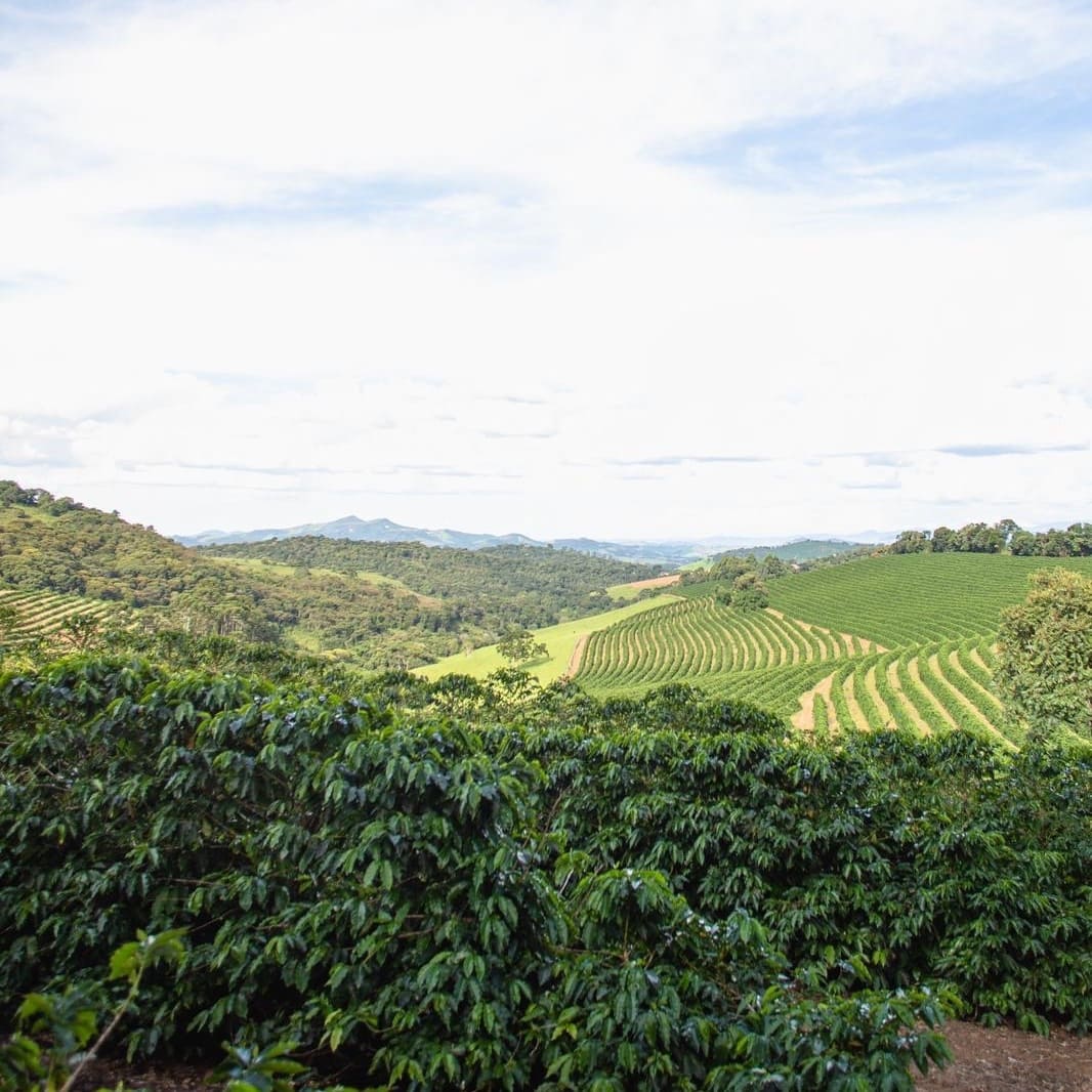 ブラジル サントゥアリオ スル エチオサール （豆） 150g