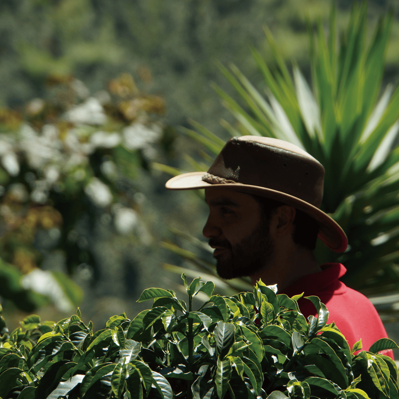 グアテマラ エルインヘルト農園