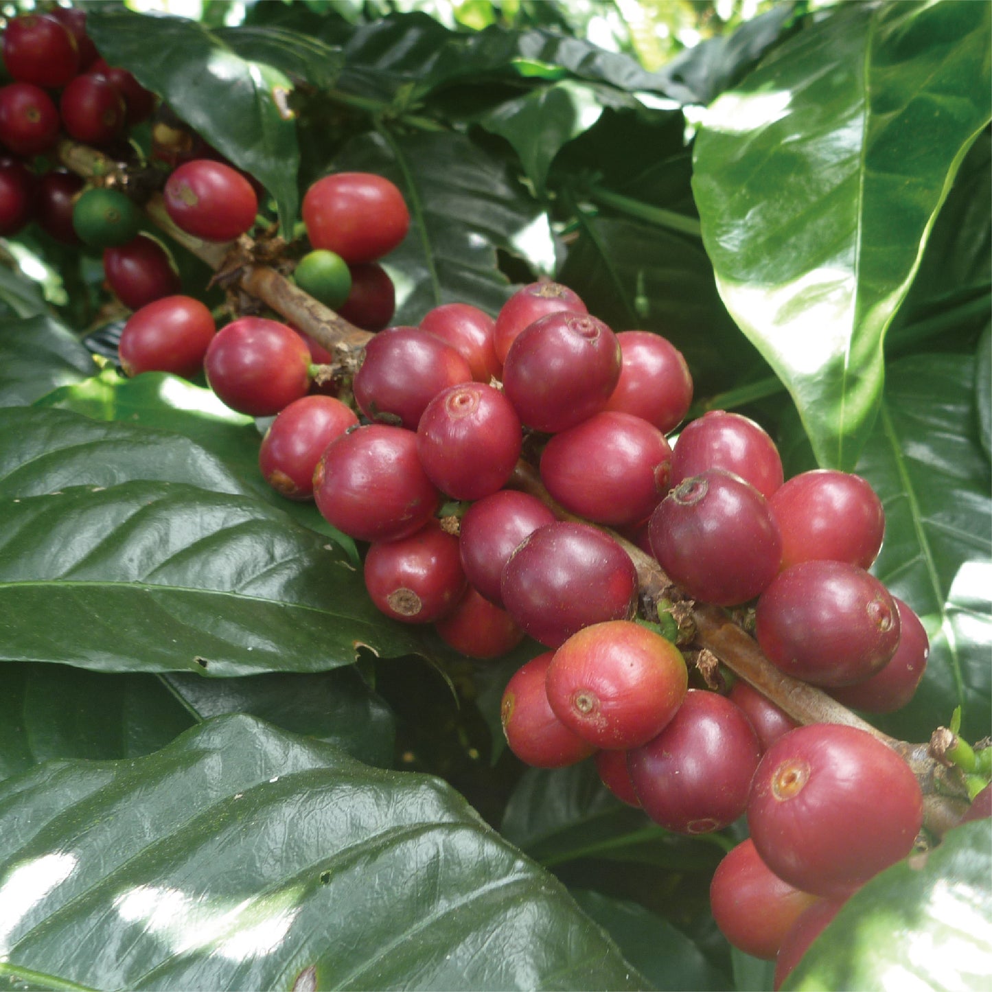 グアテマラ エルインヘルト農園 コーヒーチェリー