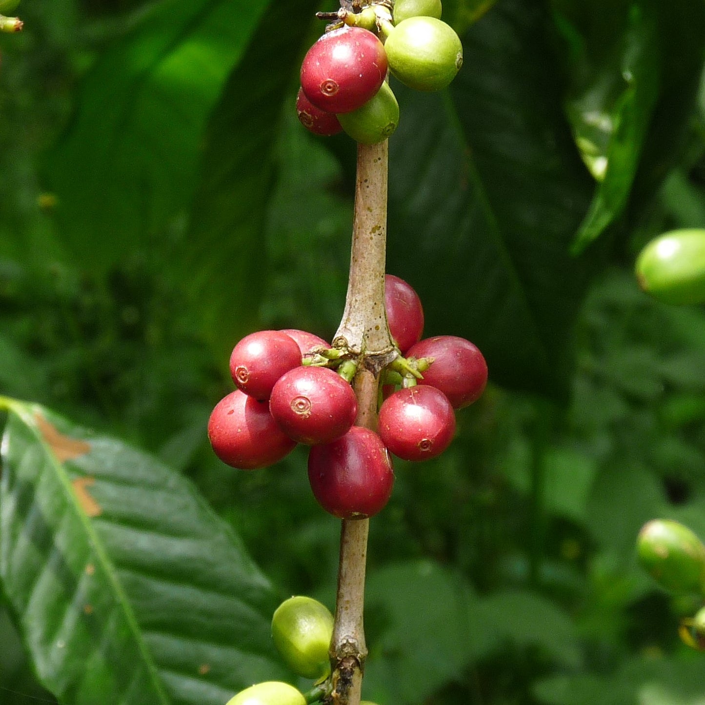 インドネシア ウーマンイサク オランウータンコーヒー（豆）150g　No.968