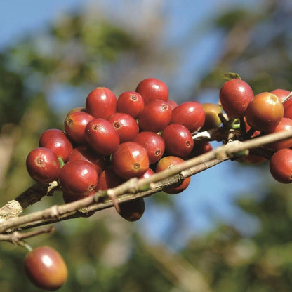 パナマ エスメラルダ ウォッシュド ゲイシャ