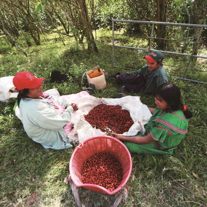 パナマ エスメラルダ ウォッシュド ゲイシャ